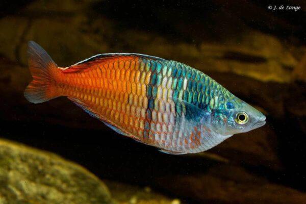 melanotaenia-boesemani061-1-1-1-1-1-1-1.jpg Bosemani Rainbowfish - Image 1