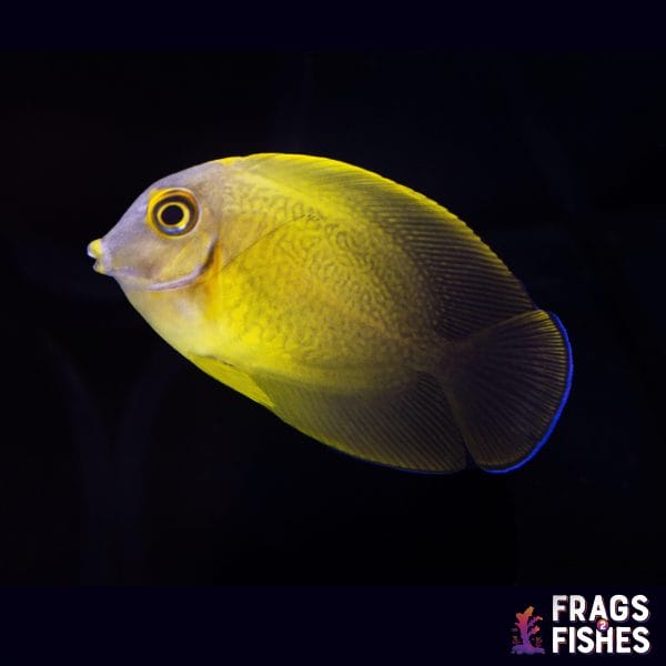 mimictang.jpg Half Black Mimic Tang - Juvenile - Image 1