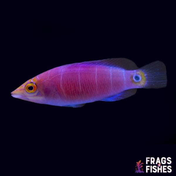 mystery-wrass.jpg Five Bar Mystery Wrasse - Image 1