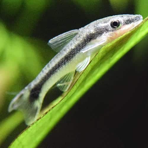 oto-catfish-otocinclus-wattley-discus-3-1-1-1-1-1-1-1-1-1.jpg Otocinclus - Image 1