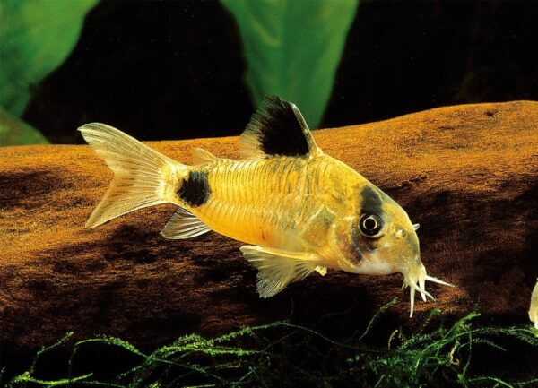 panda-cory-1.jpg Panda Corydoras - Image 1