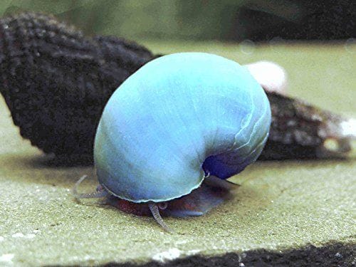 pomacea-diffusa-blue-03-1-1-1-1-1-1-1-1-1.jpg Mystery Snail: Blue - Image 1