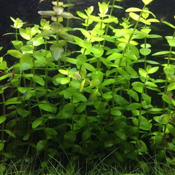 product_b_a_bacopa_caroliniana-submerged-1-1-1-1-1-1-1-1-1.jpg Bacopa (Moneywort) Bunch - Image 1