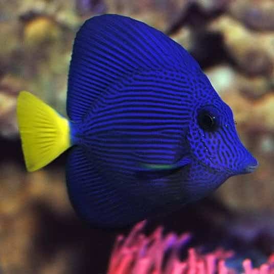 purple-tang-e1598011079200-4.jpg Purple Tang - Red Sea - Image 1