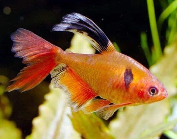 red-minor-long-fin-serpae-tetra-1-1-1-1-1-1-1-1-1-1.jpg Serpae Hi-fin Tetra - Image 1