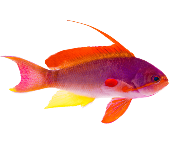 scrnli_5_12_2022_12-33-55-PM.png Lyretail Anthias - Male - Image 1