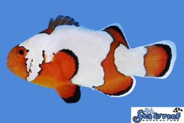 sr-premium-snowflake-clownfish.jpg Premium Snowflake - Image 1