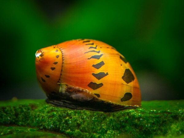 tiger-nerite-12_1024x1024-1-1-1-1-1-1-1-1-1-2.jpg Nerite Tiger Snail - Image 1