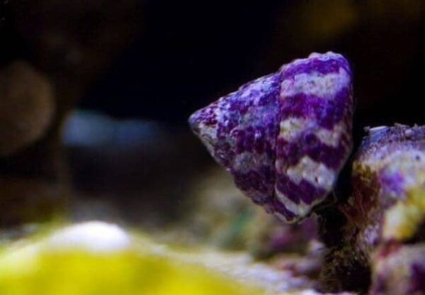 trochus-snail.jpg Trochus Snail Red & White - Image 1