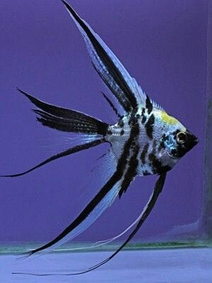 veiled-angel-1.jpg Veiled Angelfish - Image 1