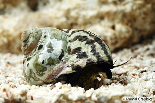 zebra-turbo-snail-2-1.jpg Zebra Turbo Snail - Image 1