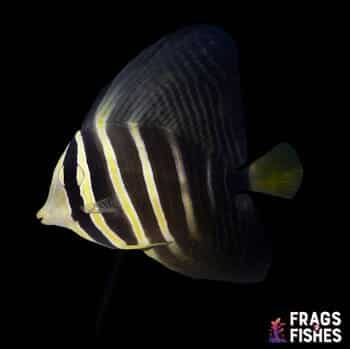 sailfintang-5.jpg Sailfin Tang - Image 1