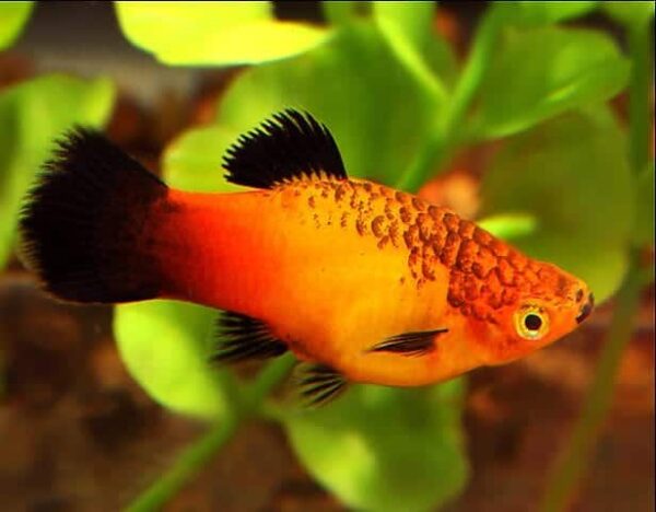 Sunset Fire Wag Platy - Image 1