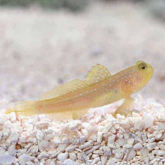 lg91972watchmangoby-1-1-1.jpg Yellow Watchman Shrimpgoby - Image 1