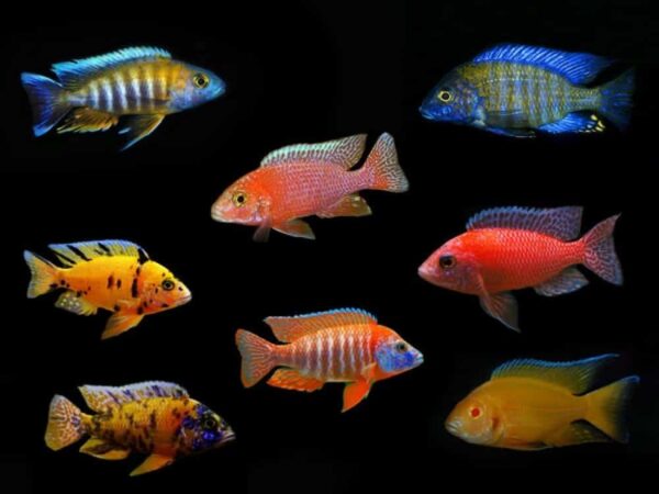 0639859159ebdc0992890580c2aebbd9.jpg African Cichlid Peacock XL - Image 1