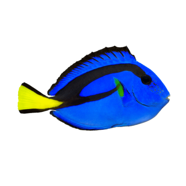 ABbluetangBIG.png Blue Hippo Tang - Captive Bred - Image 1