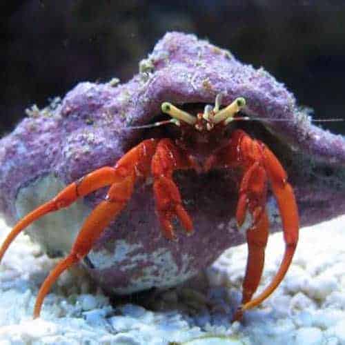 cleanup-crew_red_leg_hermit_crab-1-1-1.jpg Scarlet Reef Hermit Crabs - Image 1