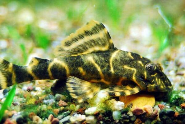 Clown Pleco - Image 1