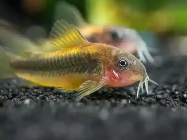 Gold-Laser-Corydora-8_1024x1024 Green Gold Corydora - Image 1