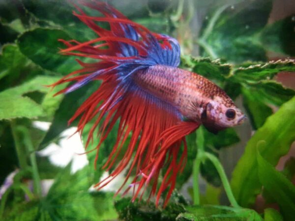 IMG_20200605_204124_189.jpg Betta: Male Crowntail ( Various Colors) - Image 1