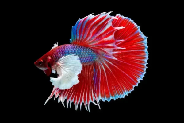 Rosetail-Betta.webp Betta: Halfmoon Rosetail - Image 1