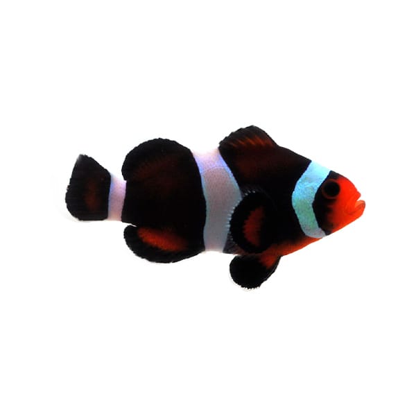 SA-Chocolate-Mocha.jpg Chocolate Mocha Clownfish - Image 1