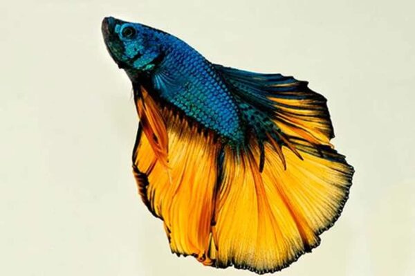 10000365_4__97276.jpg Mustard Gas Halfmoon Betta - Image 1