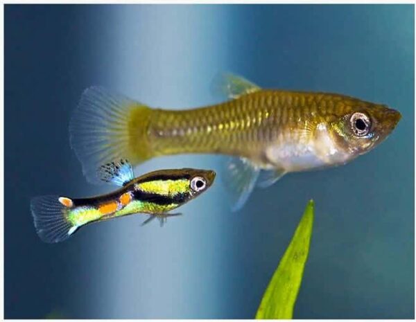 Female-Endlers-w-male.jpg Endler Guppy Female - Image 1