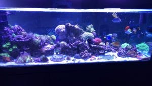 Matt Wildes Penninsula