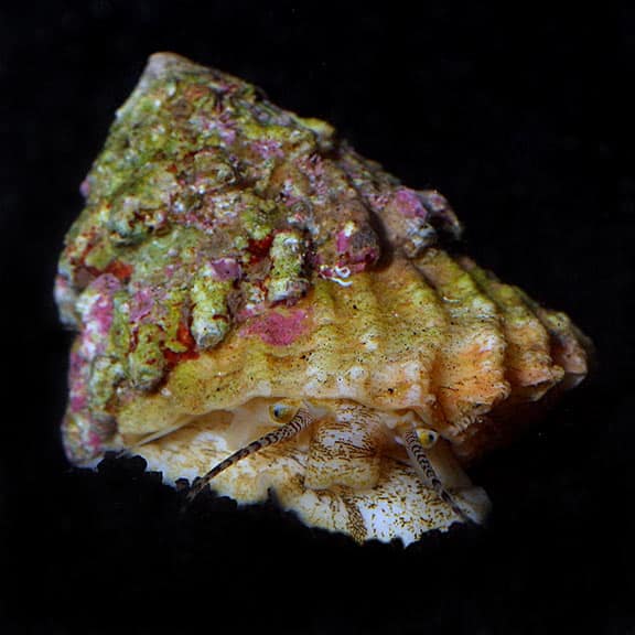 lg_86499_astraea_turbo_snail-1.jpg Astrea Snail - Image 1