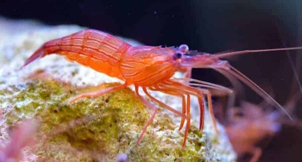 peppermint-1-1.jpg Peppermint Shrimp - Image 1