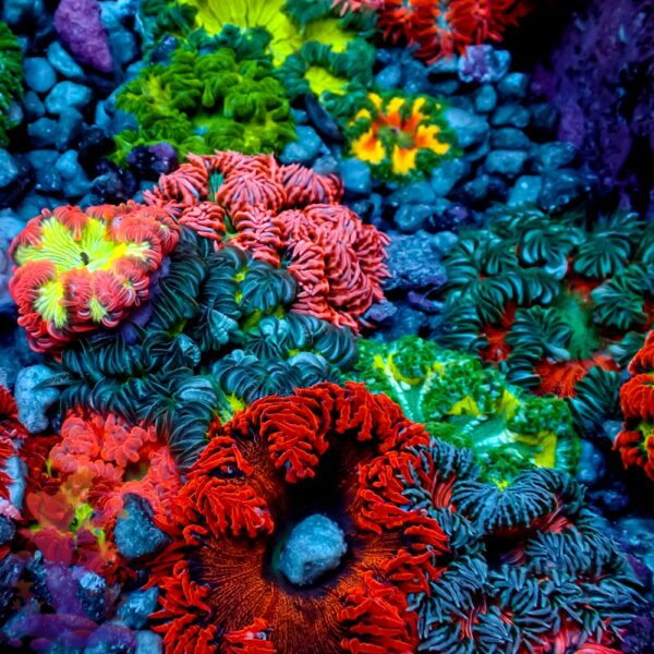 P1010100.jpg Ultra Rock Flower Anemone - Image 1