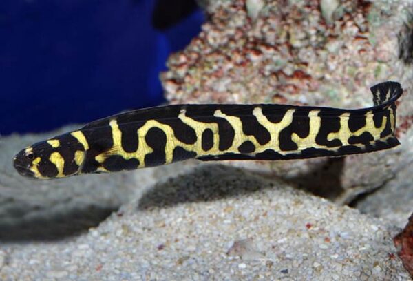 Engineer Goby - Image 2