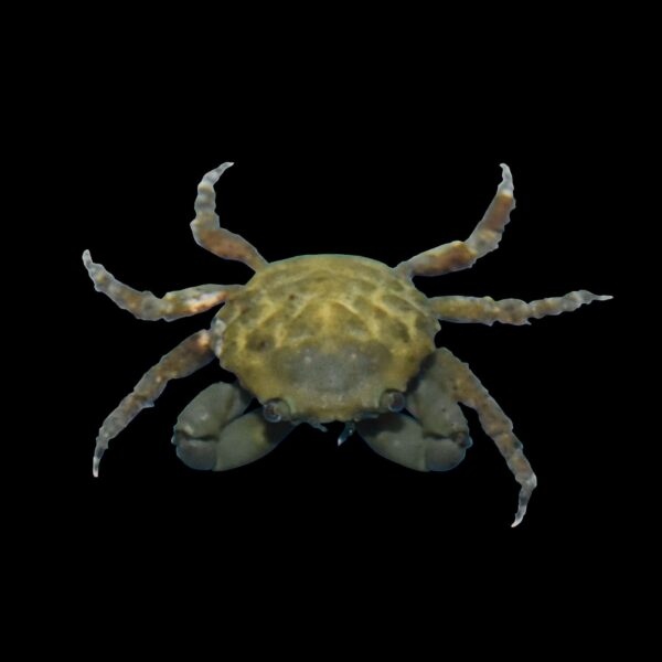 R-18-.jpg Emerald Crab - Image 1