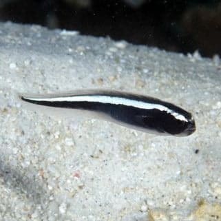 d64420e51b9d43fa63fcf9dc8593447d-e1608315729393.jpg Engineer Goby - Image 1