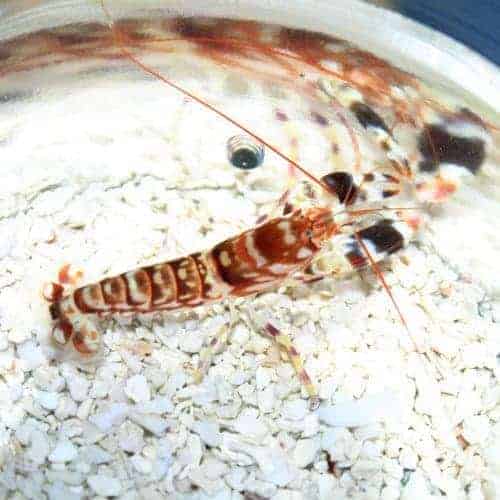 tiger_pistol_shrimp.27581319-2-1.jpg Tiger Snapping (pistol) Shrimp - Image 1
