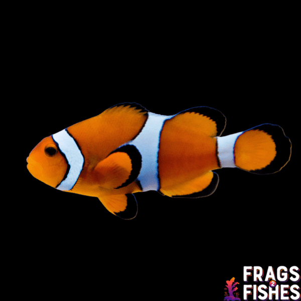 Ocellaris-Product-Photo.png Ocellaris Clownfish - Image 1