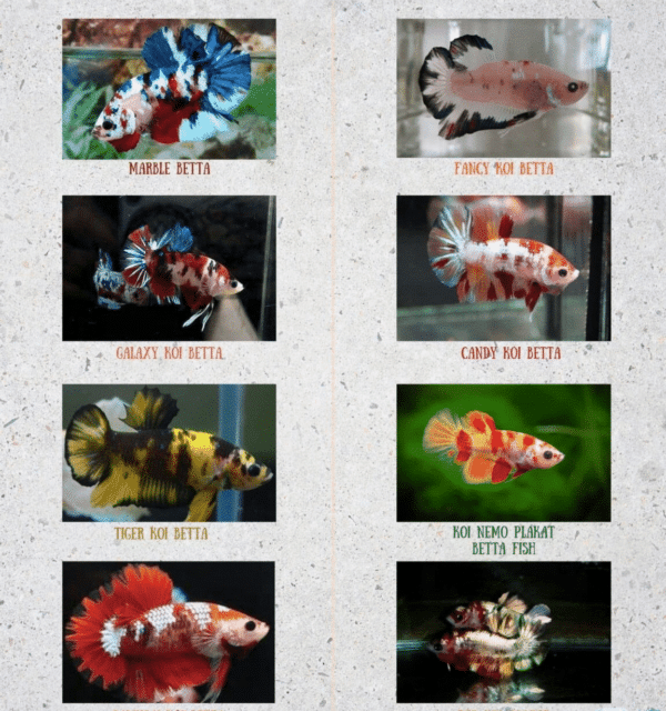 4ubiz4ef.png Candy Koi Halfmoon Betta - Image 1