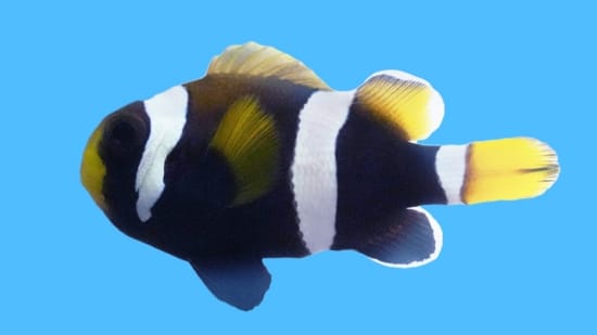 xr:d:DAF7R3kECBA:3,j:8627062106296927493,t:24012915 Wideband - Latz Clownfish - Image 1