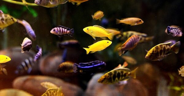 Assorted African Cichlid - Image 1