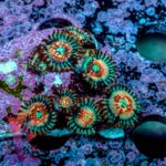 Seductions Zoanthids - Image 4