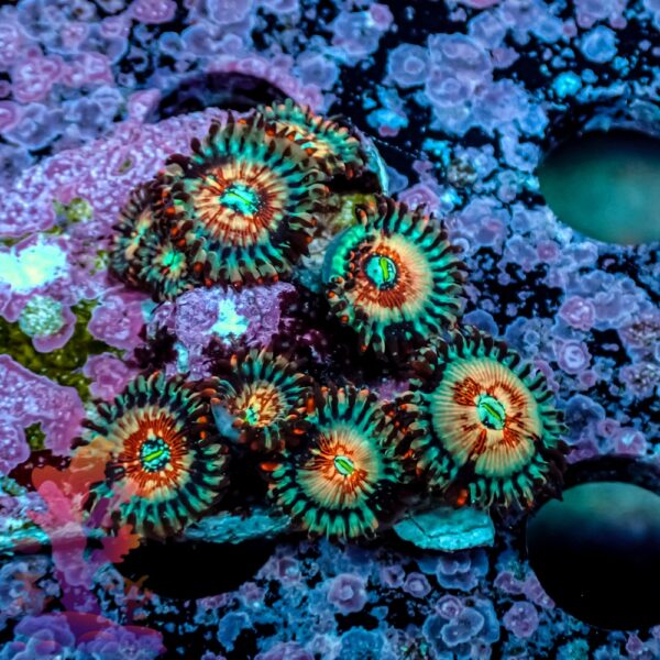 Seductions Zoanthids - Image 4