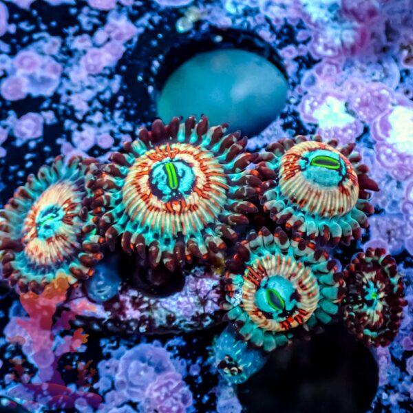 Seductions Zoanthids - Image 3