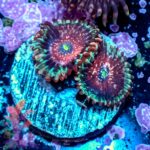 Seductions Zoanthids - Image 2