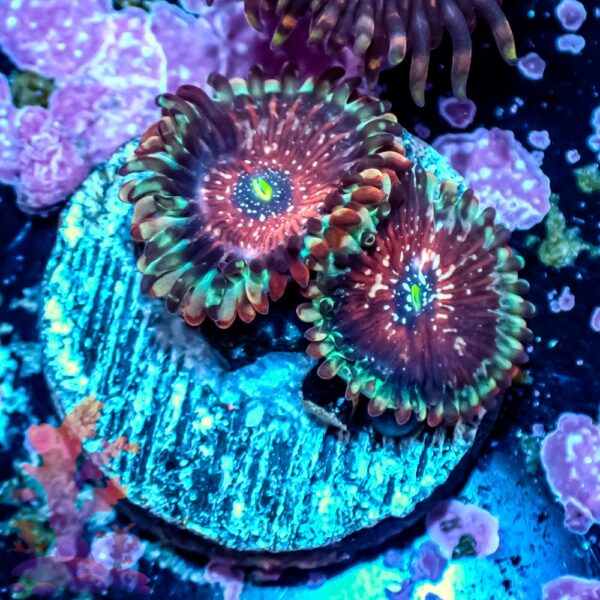 Seductions Zoanthids - Image 2