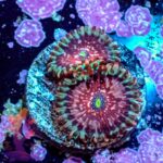 Seductions Zoanthids