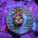 Seductions Zoanthids - Image 6