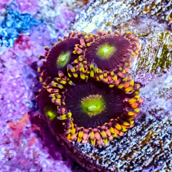 447086 - Bozo's Birthday Bozo's Birthday Zoanthids - Image 1