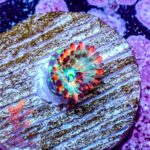 Seductions Zoanthids - Image 5