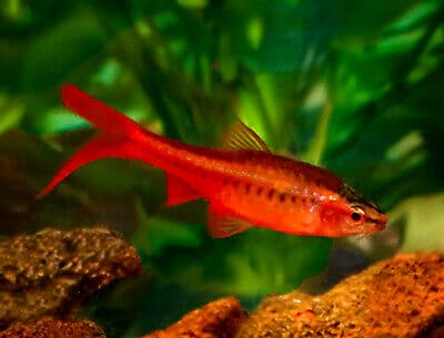 cherry-barb-veiltail-1-1-1-1-1-1-1-1.jpg Cherry Veiltail Barb - Image 1